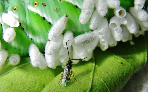 Avispa crea mariposas transgénicas al parasitar sus larvas